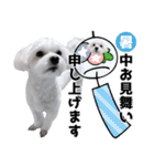 年中使える白い犬（個別スタンプ：29）