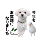 年中使える白い犬（個別スタンプ：37）