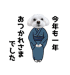 年中使える白い犬（個別スタンプ：38）