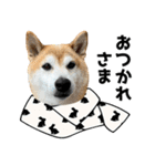 年中使える柴犬（個別スタンプ：1）