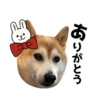 年中使える柴犬（個別スタンプ：2）