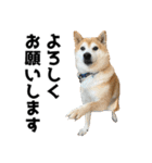 年中使える柴犬（個別スタンプ：3）