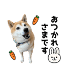 年中使える柴犬（個別スタンプ：4）