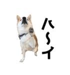 年中使える柴犬（個別スタンプ：5）