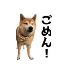 年中使える柴犬（個別スタンプ：7）