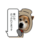 年中使える柴犬（個別スタンプ：8）