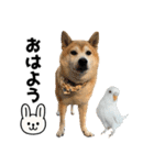 年中使える柴犬（個別スタンプ：9）