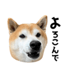 年中使える柴犬（個別スタンプ：14）