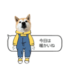 年中使える柴犬（個別スタンプ：17）