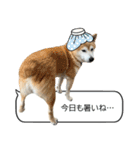 年中使える柴犬（個別スタンプ：18）