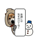 年中使える柴犬（個別スタンプ：20）