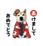 年中使える柴犬（個別スタンプ：23）