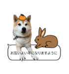 年中使える柴犬（個別スタンプ：26）