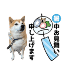 年中使える柴犬（個別スタンプ：29）