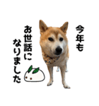 年中使える柴犬（個別スタンプ：37）