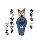 年中使える柴犬（個別スタンプ：38）