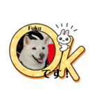 大吉＆福 柴犬スタンプ2022冬（個別スタンプ：5）