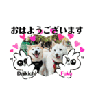 大吉＆福 柴犬スタンプ2022冬（個別スタンプ：6）