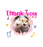 大吉＆福 柴犬スタンプ2022冬（個別スタンプ：7）