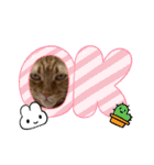 我が家のハイにゃん（個別スタンプ：1）