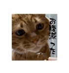 我が家のハイにゃん（個別スタンプ：6）