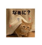 我が家のハイにゃん（個別スタンプ：8）