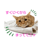 我が家のハイにゃん（個別スタンプ：11）