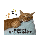 我が家のハイにゃん（個別スタンプ：14）