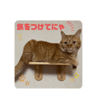 我が家のハイにゃん（個別スタンプ：15）