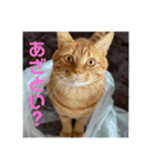 我が家のハイにゃん（個別スタンプ：16）