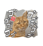 我が家のハイにゃん（個別スタンプ：17）