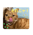 我が家のハイにゃん（個別スタンプ：22）