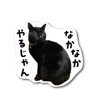 黒猫三昧（個別スタンプ：1）