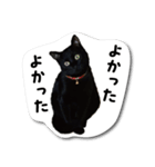 黒猫三昧（個別スタンプ：5）