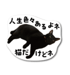 黒猫三昧（個別スタンプ：13）