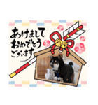 ♡黒柴龍太郎♡4（個別スタンプ：30）