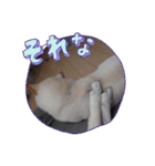 ワン太マメ太の日常2（個別スタンプ：3）