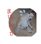 ワン太マメ太の日常2（個別スタンプ：4）