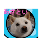 ワン太マメ太の日常2（個別スタンプ：7）