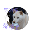 ワン太マメ太の日常2（個別スタンプ：12）
