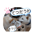 ワン太マメ太の日常2（個別スタンプ：14）