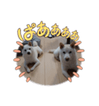 ワン太マメ太の日常2（個別スタンプ：15）