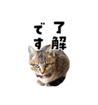 キジトラ子猫のデカ文字スタンプ（個別スタンプ：2）