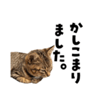 キジトラ子猫のデカ文字スタンプ（個別スタンプ：3）