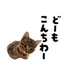 キジトラ子猫のデカ文字スタンプ（個別スタンプ：5）