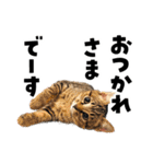 キジトラ子猫のデカ文字スタンプ（個別スタンプ：7）