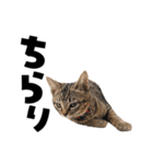 キジトラ子猫のデカ文字スタンプ（個別スタンプ：9）