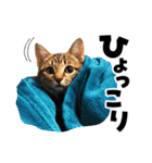 キジトラ子猫のデカ文字スタンプ（個別スタンプ：10）