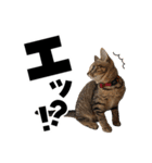 キジトラ子猫のデカ文字スタンプ（個別スタンプ：13）