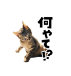 キジトラ子猫のデカ文字スタンプ（個別スタンプ：15）